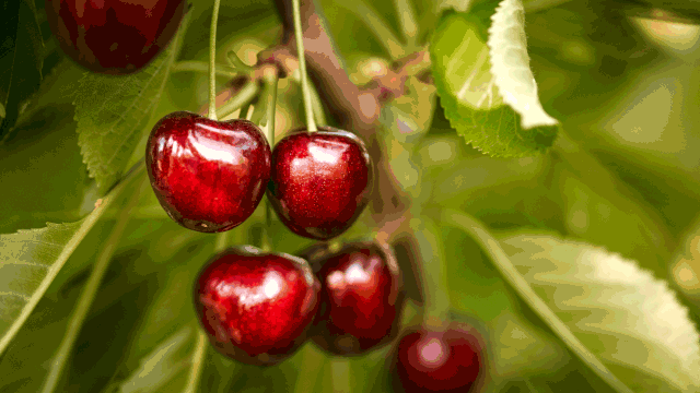 Obstgehölze & Obstbäume
