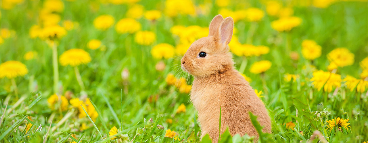 Alle Produkte der Kategorie