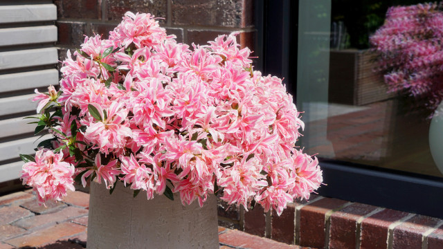 Pflanzen & Pflanzenschutz