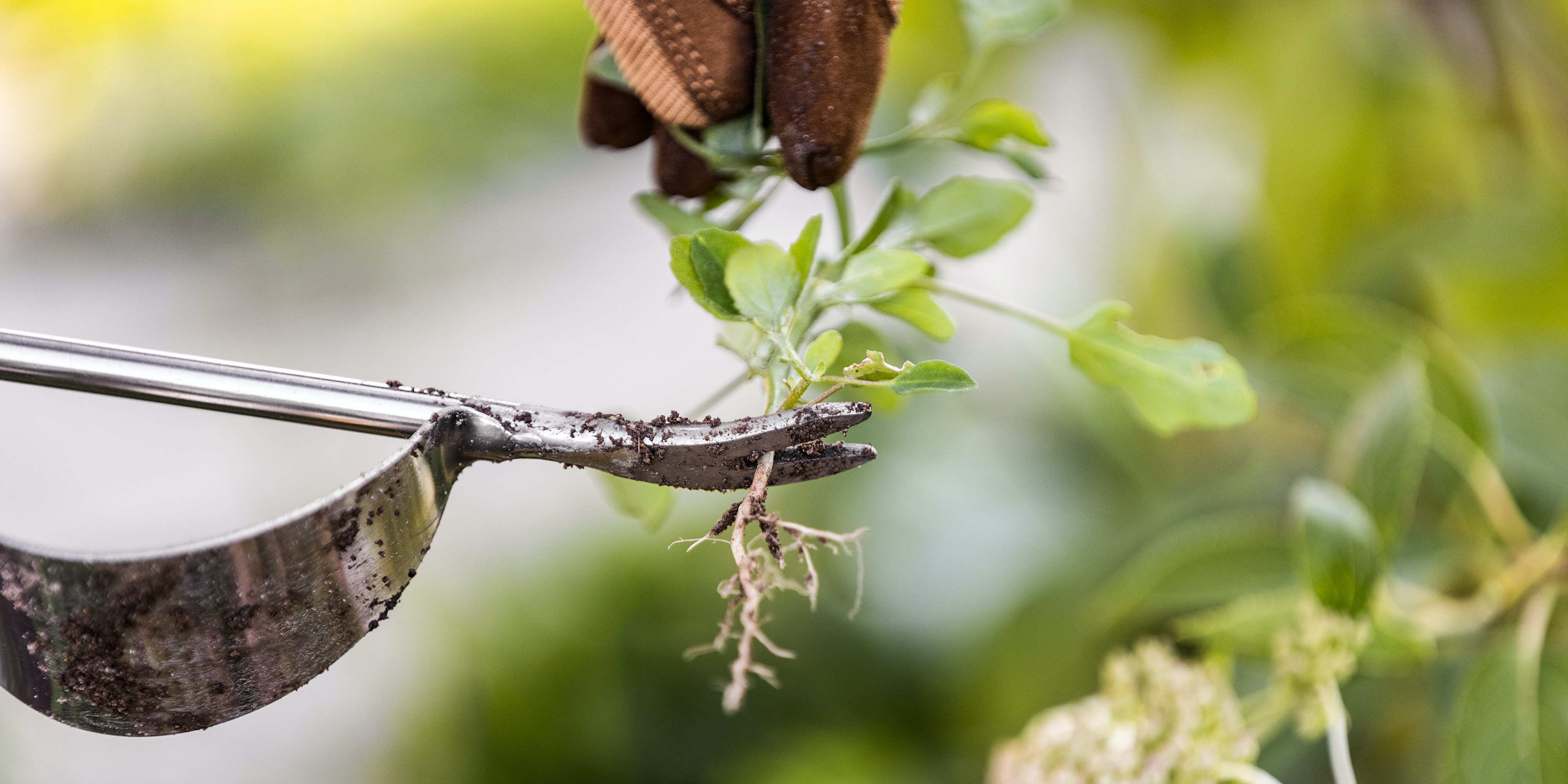 Restberry Bodenbearbeitung