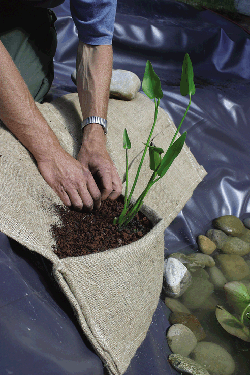 Oase Pflanzenzubehör