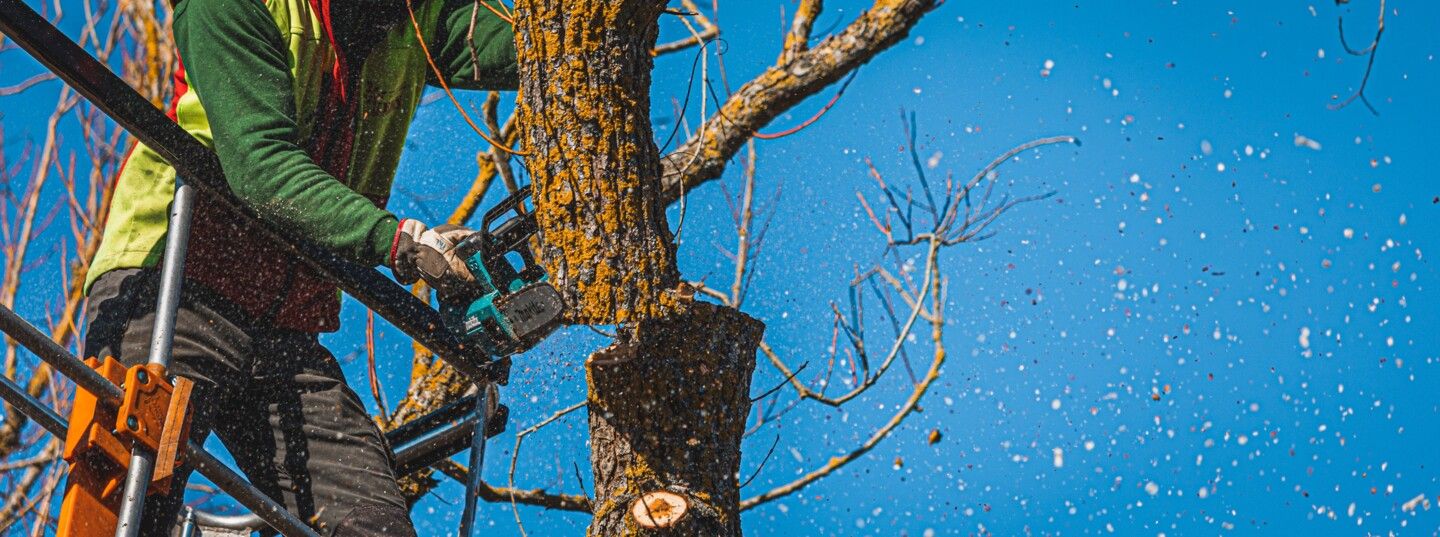Die Spitze eines Baumes wird mit einer Akku-Kettensäge abgetrennt