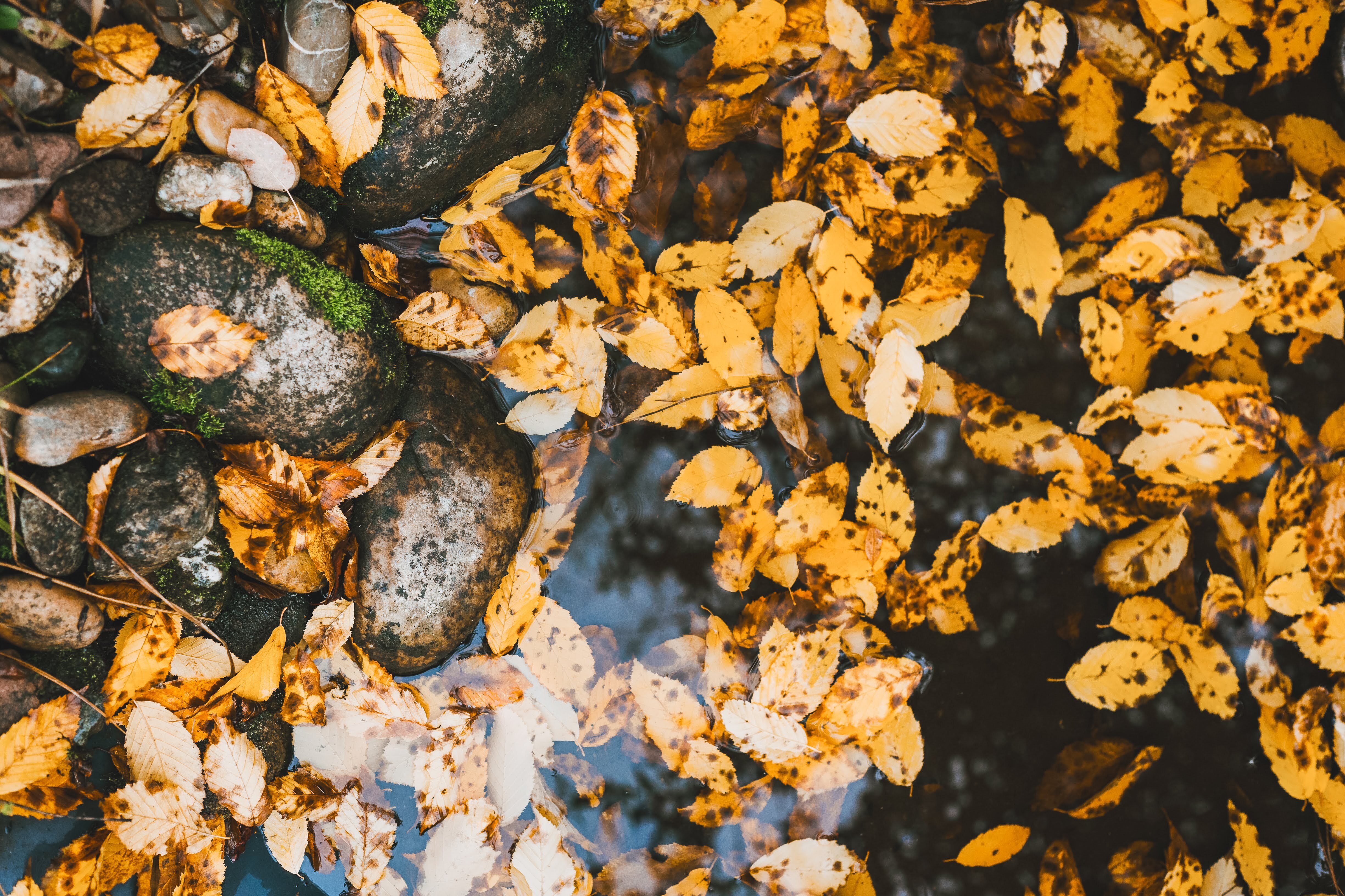 Teichpflege im Herbst