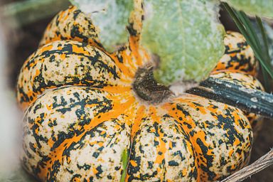 Erntezeit im Herbst
