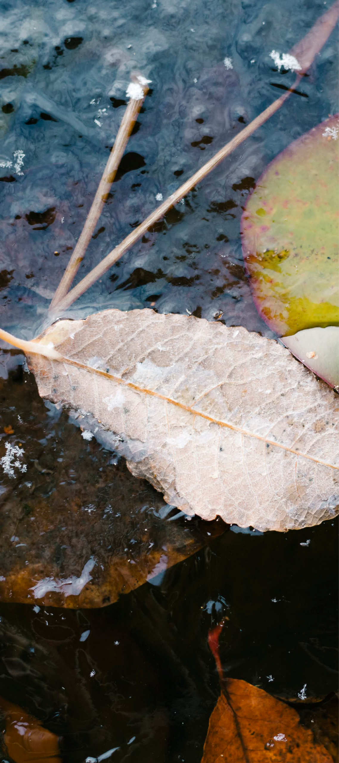 Produktfreisteller links