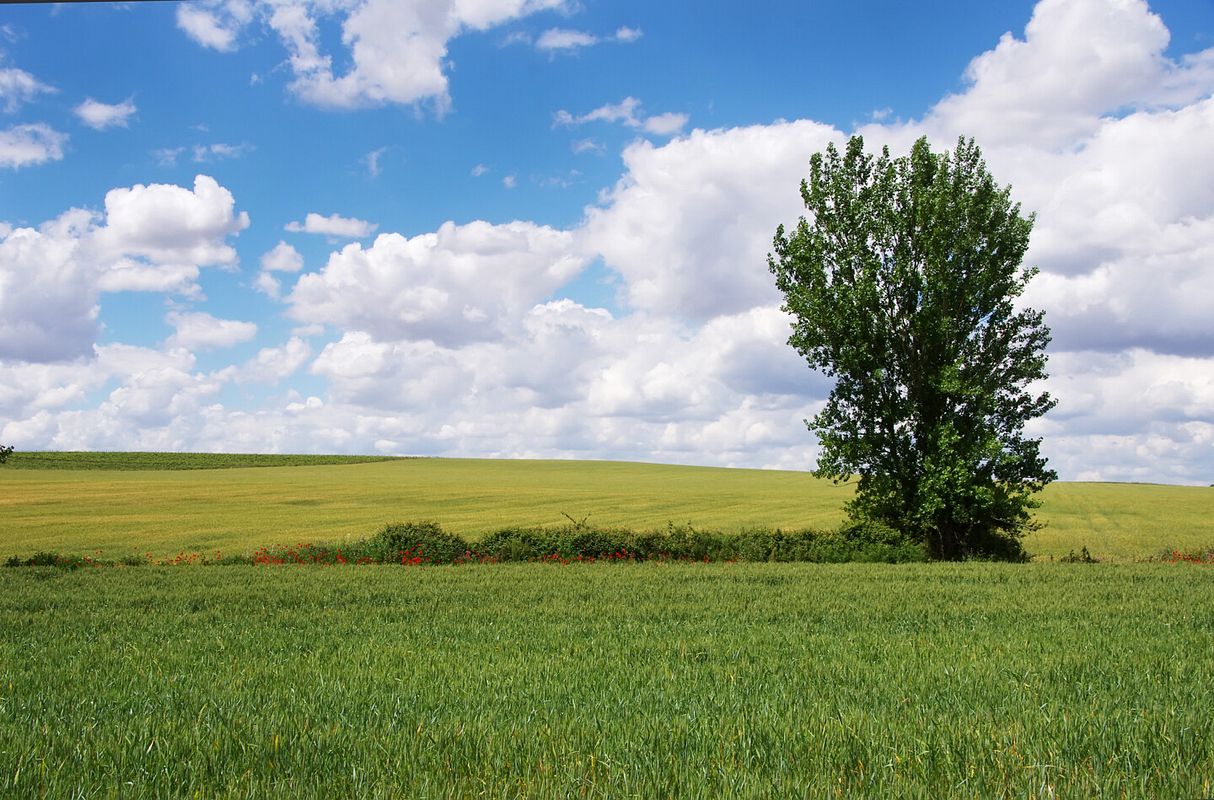Ein Eschenbaum bei Sonnenschein auf freiem Feld