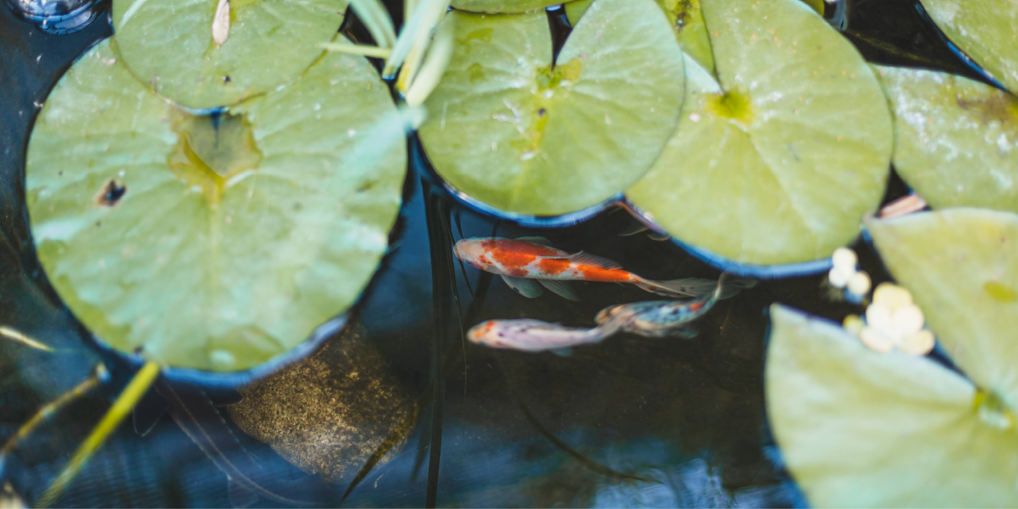 Alles rund um Teichfilter