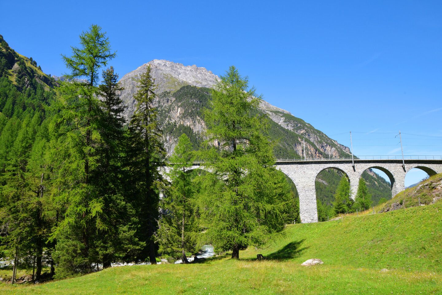 Freistehende, hohe Lärchen in bergiger Landschaft mit einem steinernen Viadukt im Hintergrund