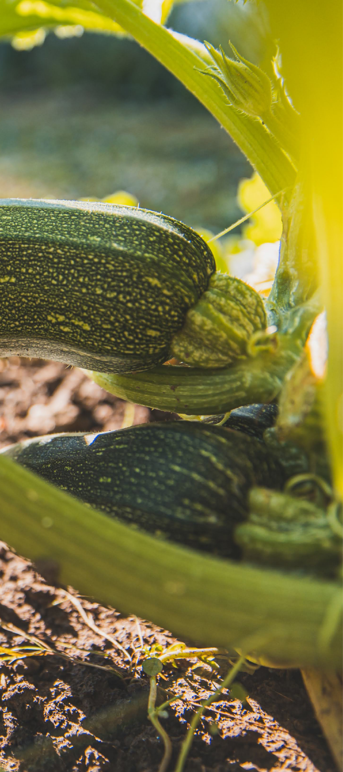 Produktfreisteller rechts