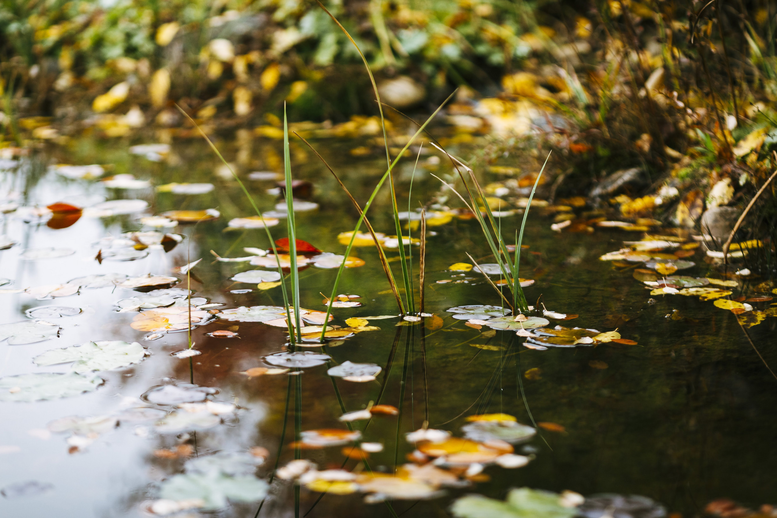 Teichpflege im Herbst! Content Bild