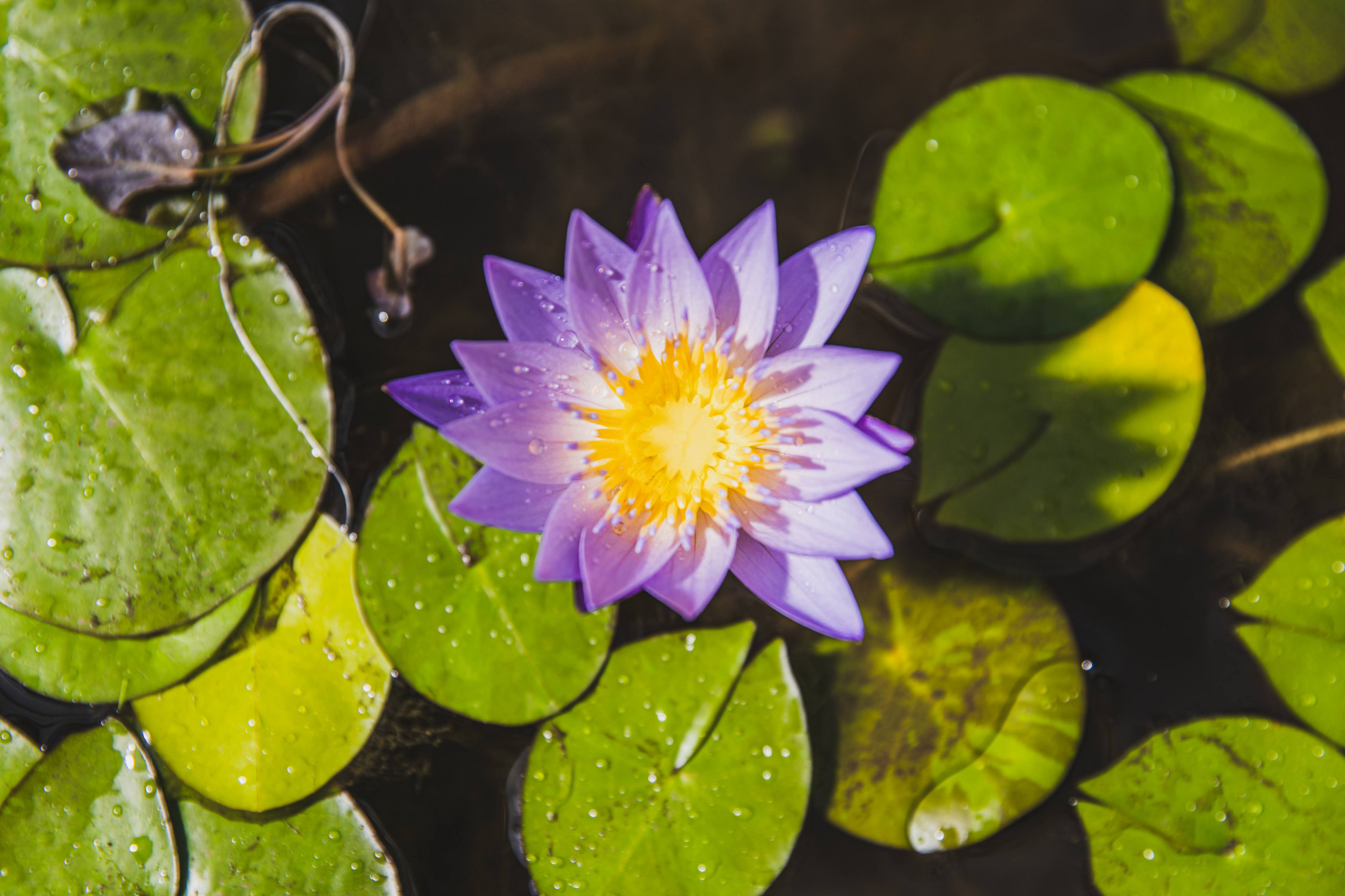 Der Teich im Frühling Content Bild