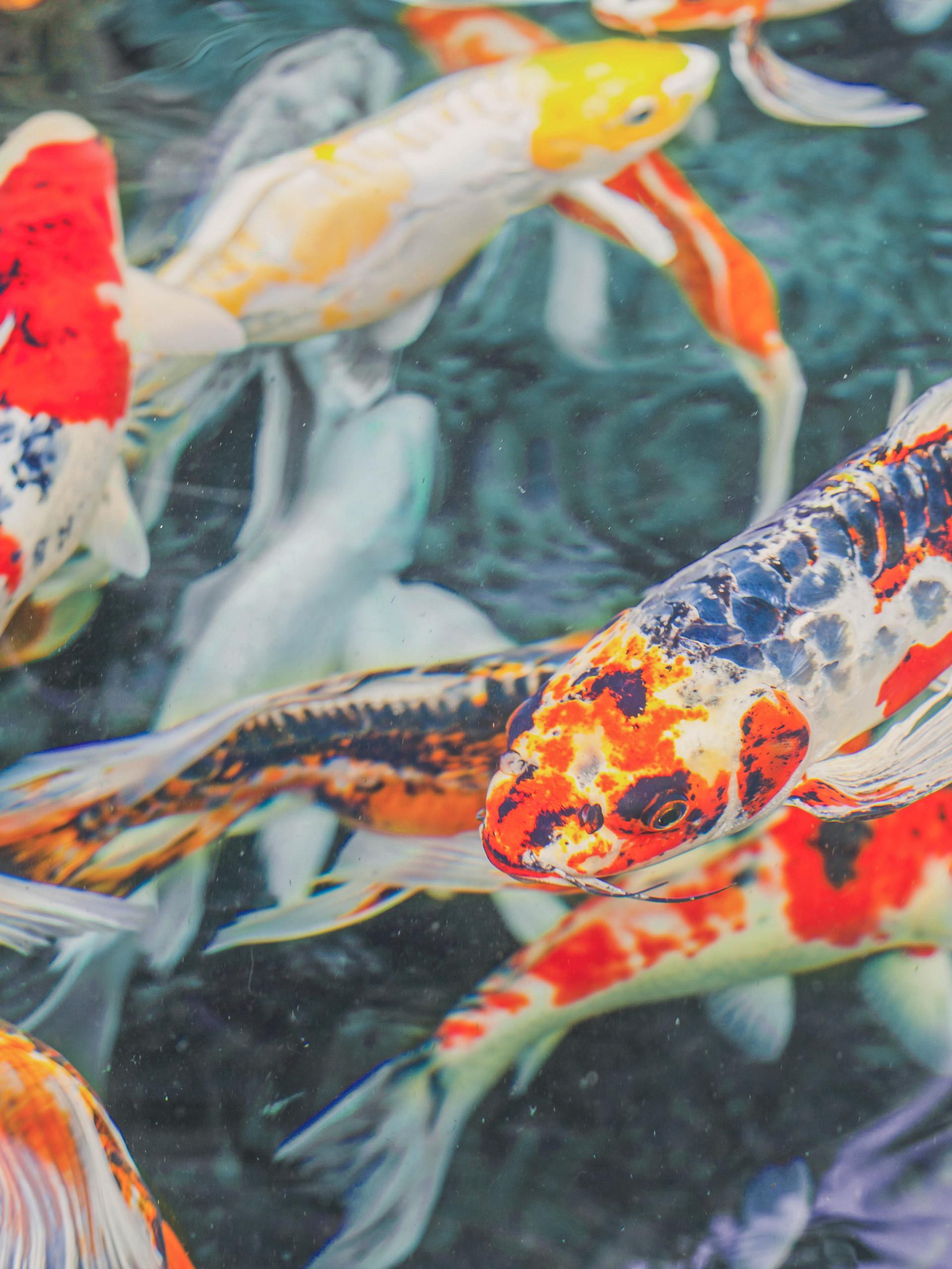 Inspiration für Ihr Teichprojekt! Teaser Bild 1