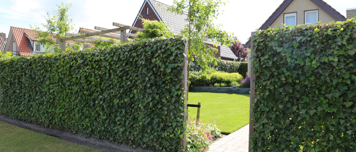 BambusBASIS Mobilane Efeu-Fertighecke