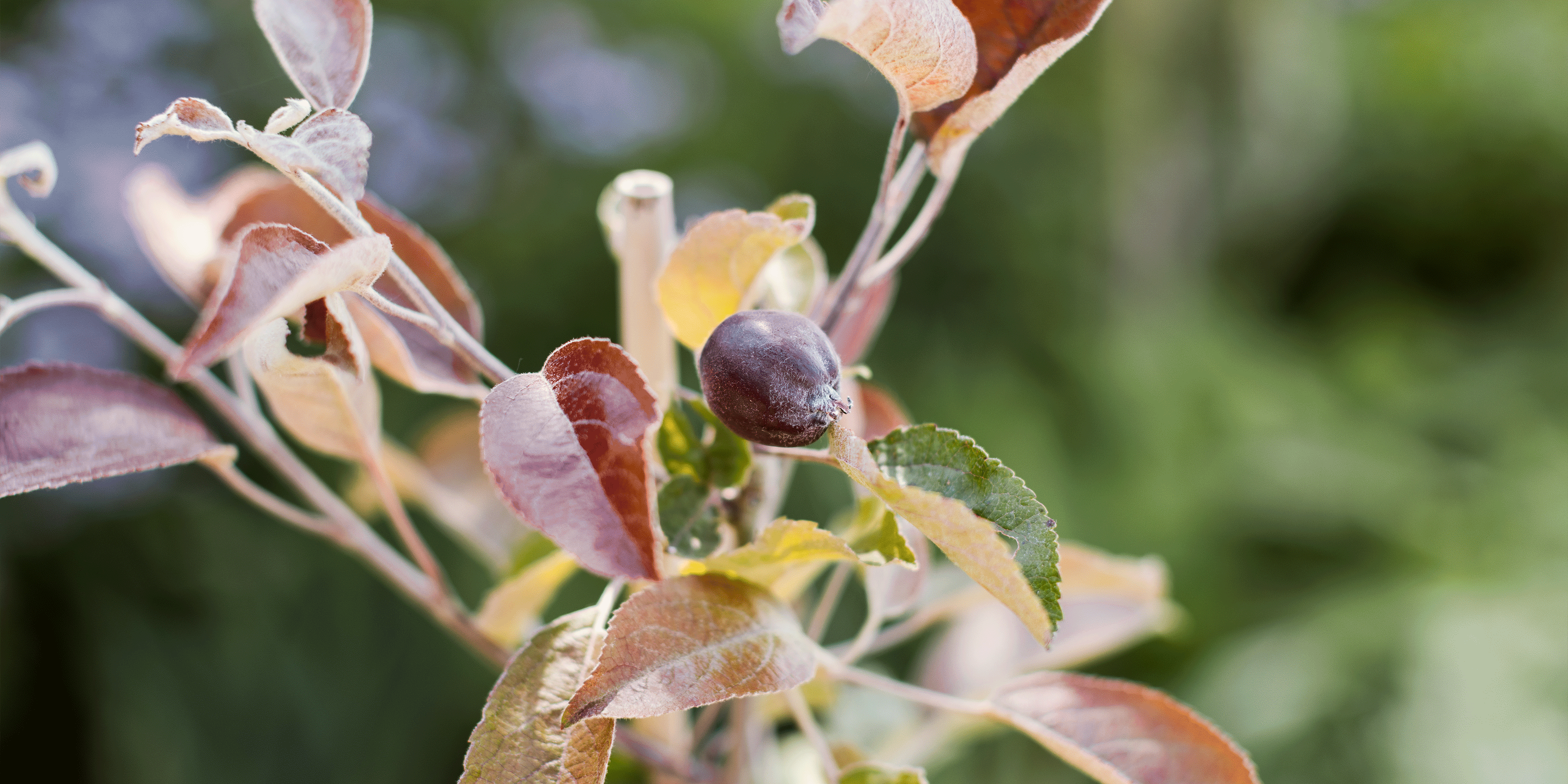 Restberry Obstsortiment