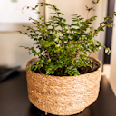 Vorschaubild Plant Bowl Yva