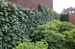 BambusBASIS Mobilane Efeu-Fertighecke Breite 120 cm