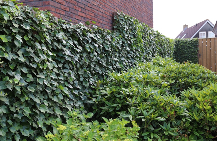 BambusBASIS Mobilane Efeu-Fertighecke Breite 120 cm