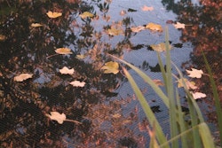 Ubbink PondNet Laubschutznetz 5 x 6 m