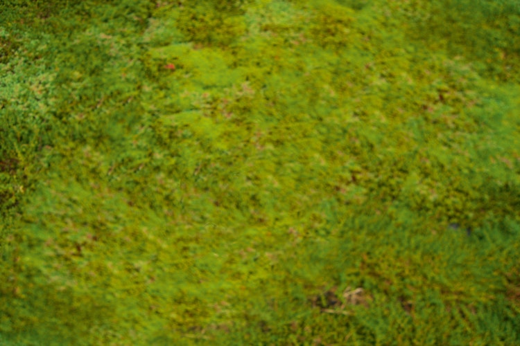 Skan Holz Dachbegrünungspaket für Carports Emsland und Wendland