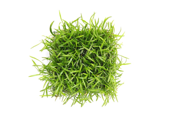 Lilaeopsis brasiliensis