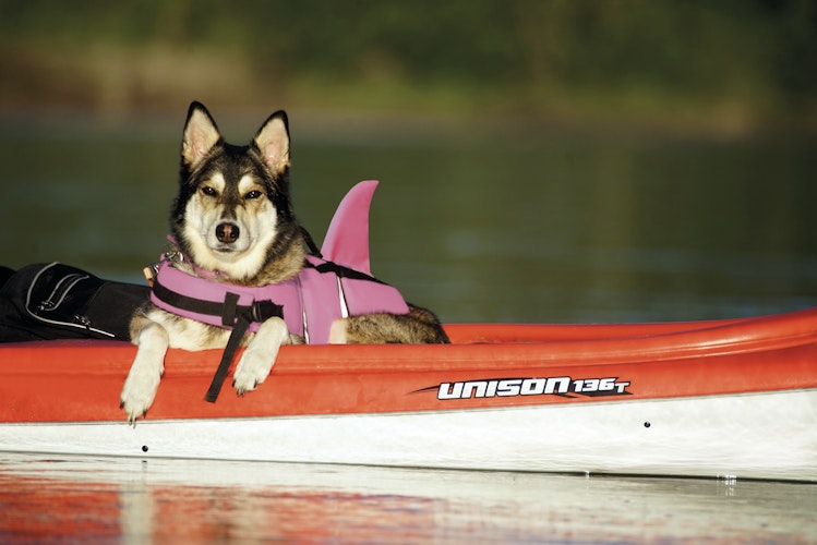 NOBBY Hunde Schwimmhilfe "Sharki"