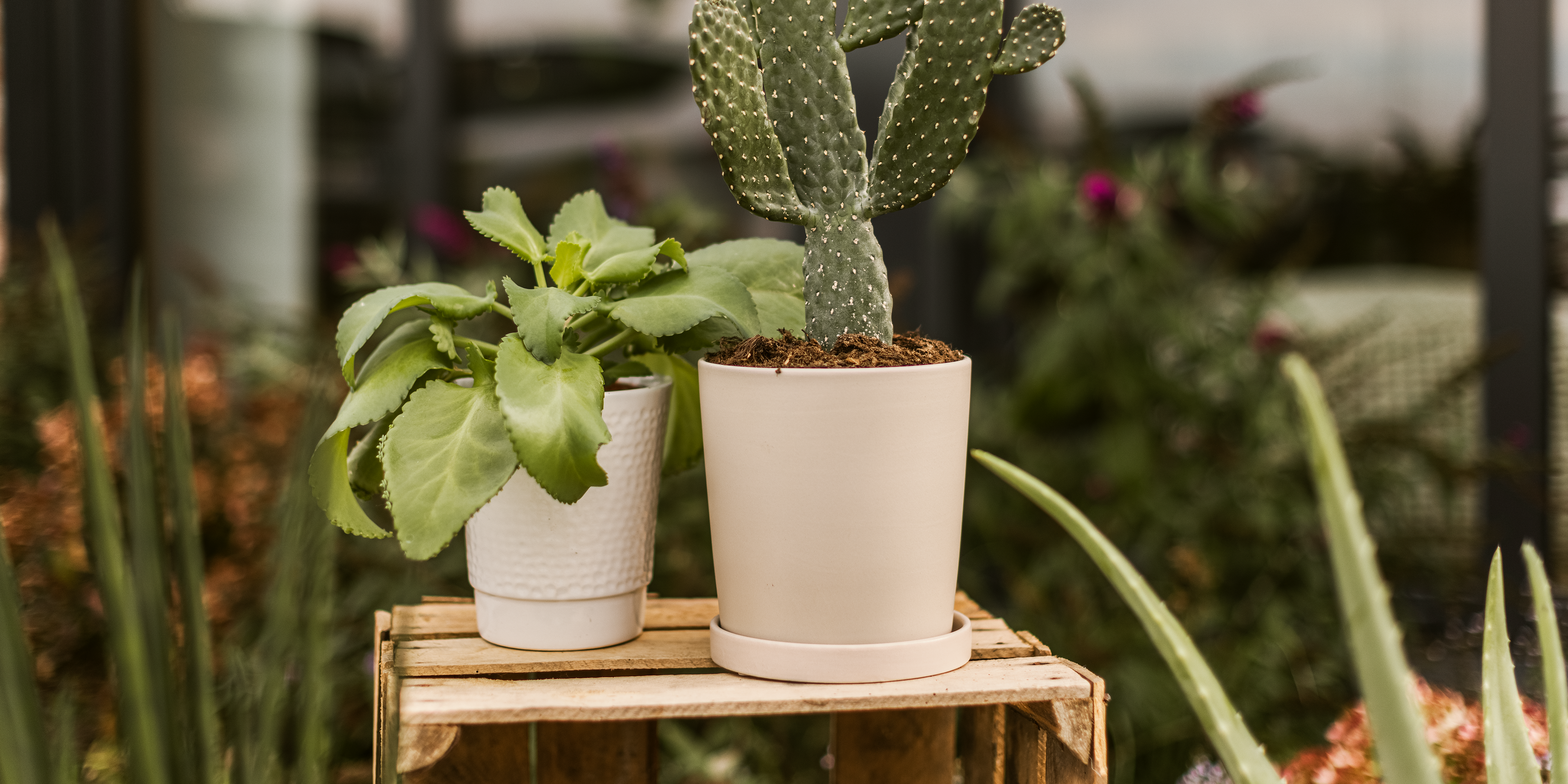 Wikholm form Design Pflanzgefäß / Blumentopf Keramik creme ⌀ 14 x H 15 cm inkl. Untersetzer