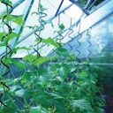 Vorschaubild Juliana Pflanzenspiralen (3 Stück)