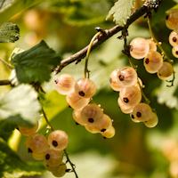 Weiße Johannisbeere Kiyoko