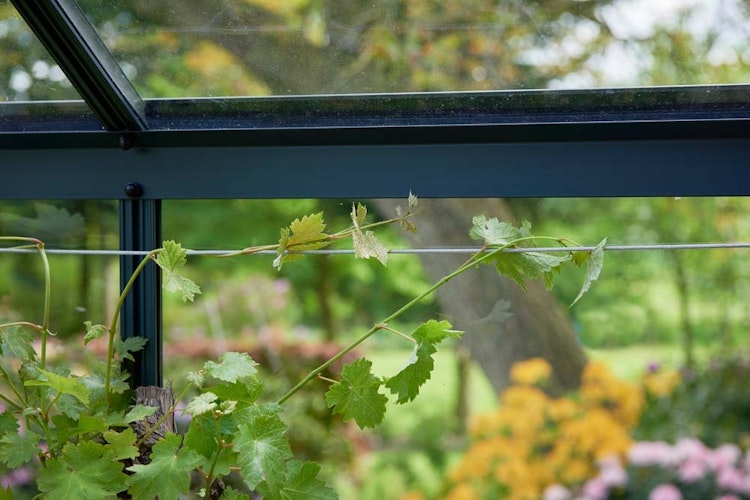 Juliana Stahldraht 2 x 6 Meter als Aufhängevorrichtung oder Rankhilfe