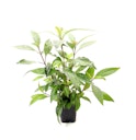 Vorschaubild Hygrophila corymbosa 'Stricta'