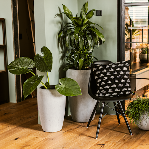 Klocke Design Blumentopf Betonoptik 2er Set ⌀ 32 cm x H 52 cm, 43 cm x H 69 cm