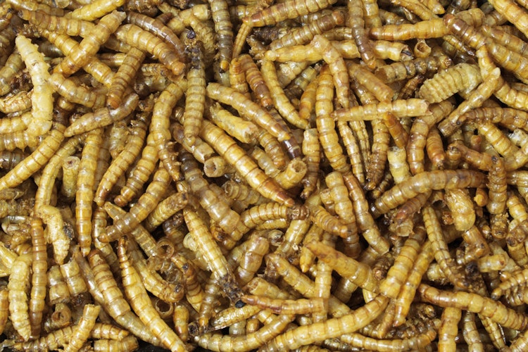 JR FARM Mehlwürmer Vogelsnack