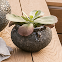 Vorschaubild Plant Pot Ensio schwarz antik