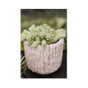 Vorschaubild Wikholm form Design Pflanzgefäß / Blumentopf Terrakotta creme ⌀ 15 x H 17 cm