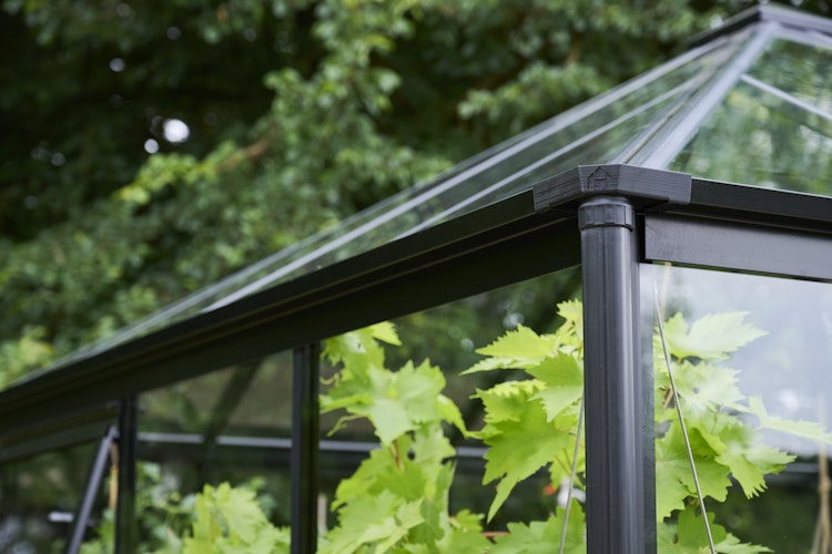 Halls Gewächshaus Qube Square - 6,3 m²