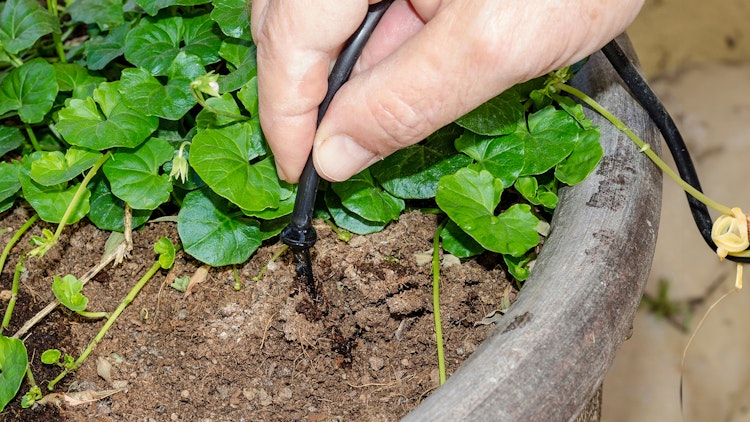 Vitavia Bewässerungsset / Bewässerungssystem CDK12 / MGS48 (für Gewächshäuser bis 8 m²)