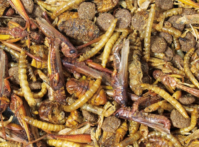 JR FARM Igel-Schmaus Igelfutter