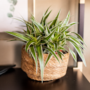 Vorschaubild Wikholm form Design Pflanzgefäß / Blumentopf Jute ⌀ 23 x H 15 cm