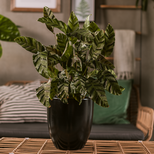 Plant Pot Pamu, schwarz