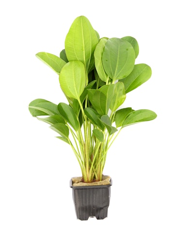 Echinodorus 'Kleiner Bär'