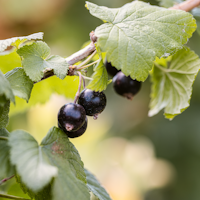 Schwarze Johannisbeere Maiko