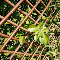 Noor Rankgitter Weide 1x2 m