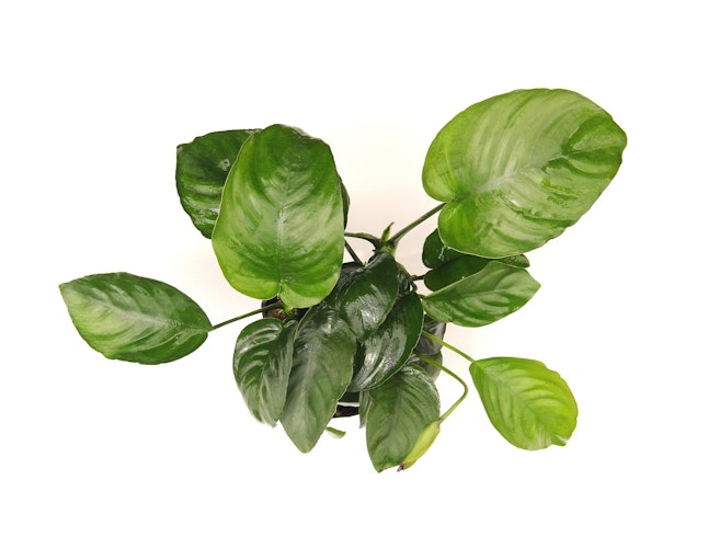Anubias barteri