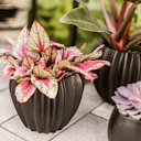 Vorschaubild Plant Pot Niilo, schwarz