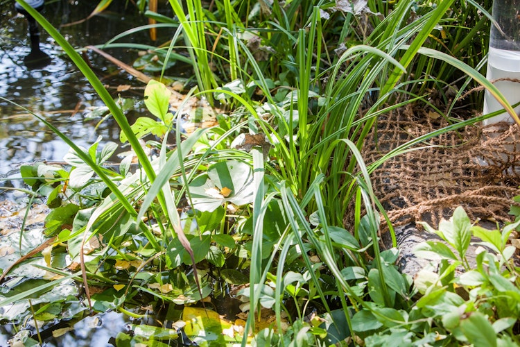 Anpflanzhilfe / Böschungsmatte 1 x 5m (TZ191-00)