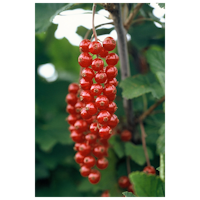 Rote Johannisbeere Kimiko