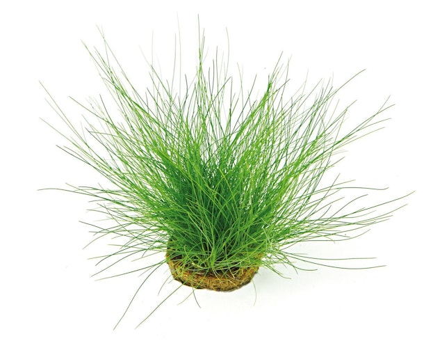Eleocharis acicularis