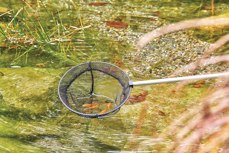 Oase Fischkescher klein