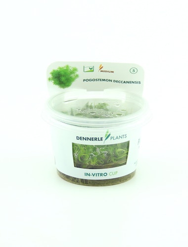 Pogostemon deccanensis