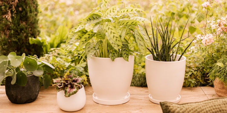 Wikholm form Design Untersetzer 3er Set Creme weiß ⌀ 19/23/28,5 cm 